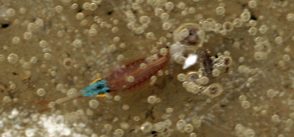 Branchipus sp. non ID certa